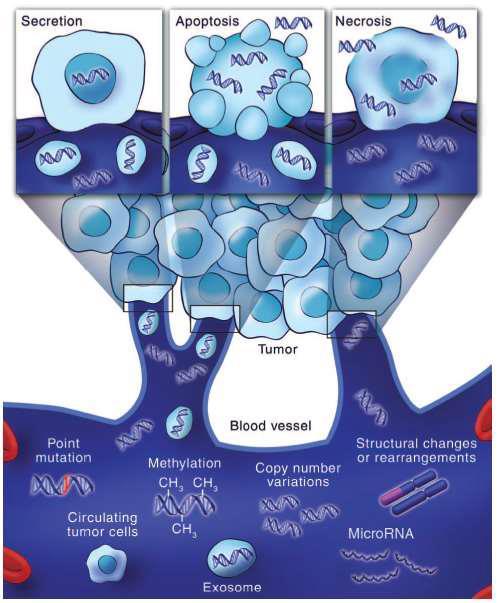 Blood as a real-time liquid biopsy CTCs (Circulating tumor cells) cfdnas