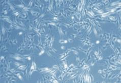 In vitro studies: Microscopic images from an in vitro study conducted with MELINE 02 CAUCASIAN SKIN DAY showing a 41.