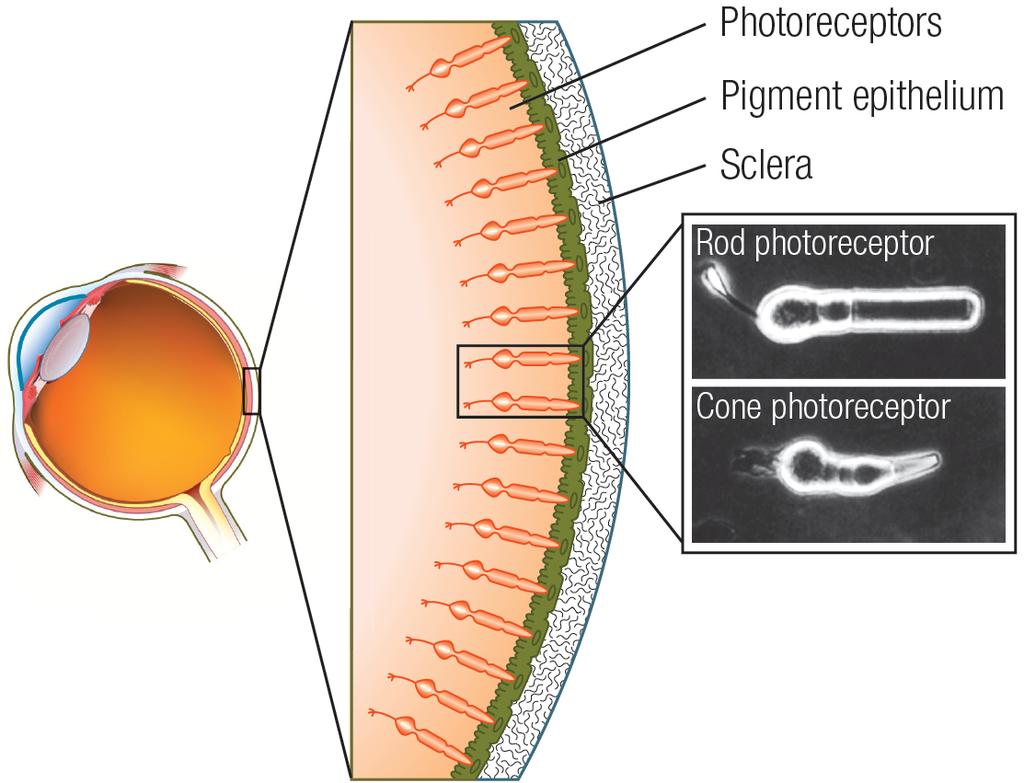 photoreceptors in the retina Two types of photoreceptor cells: rods abscent at fovea, more in