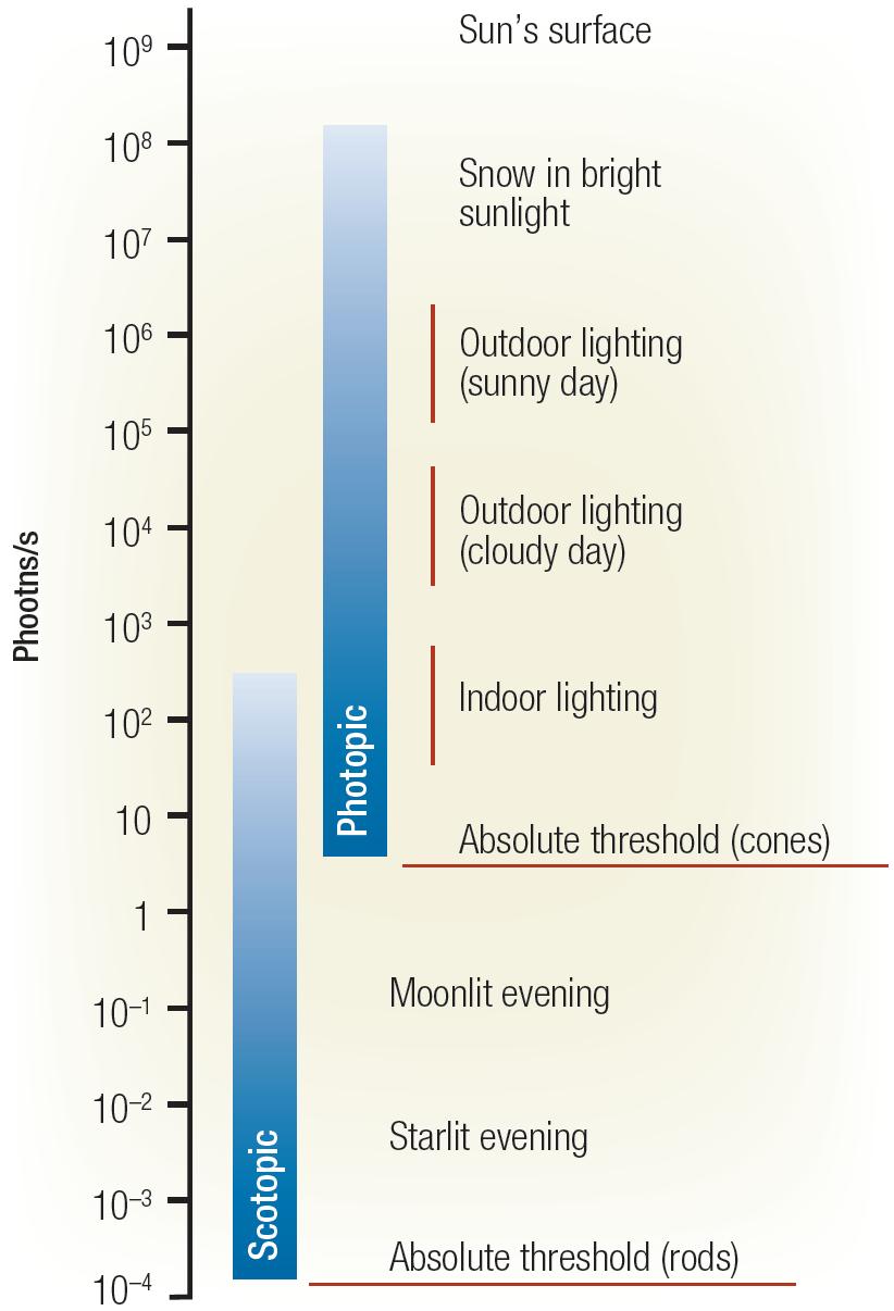 dynamic range of light intensity rods: lower threshold (higher