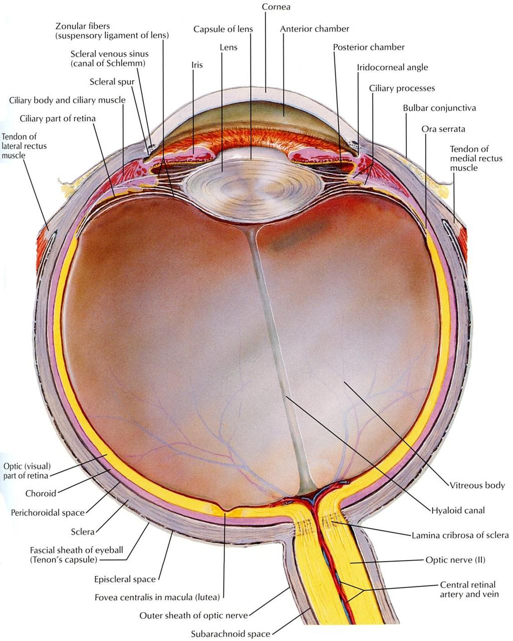 Eye Iris Iris (pupil) dilator muscle Iris (pupil) sphincter muscle Pigment cells Ciliary body
