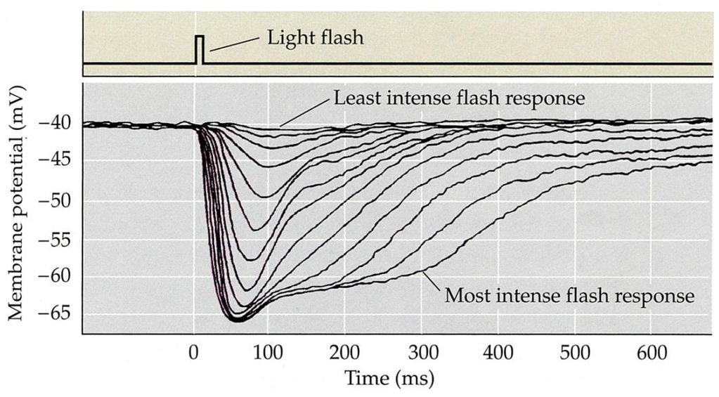 Photoreceptor Cells Photoreceptors in the dark are depolarized. Light causes photoreceptors to hyperpolarize.