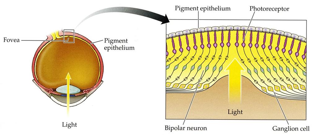 Retina The fovea is specialized for high acuity vision: No blood vessels