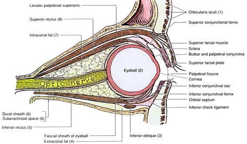 Eye The eyelid is opened by a muscle inside the orbit