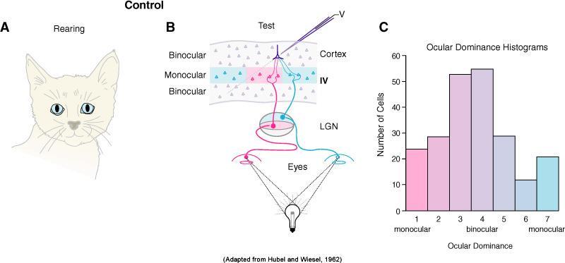 Functional Columns in Cortex In the adult, the axons from the lateral geniculate nucleus to layer IV of visual cortex are segregated