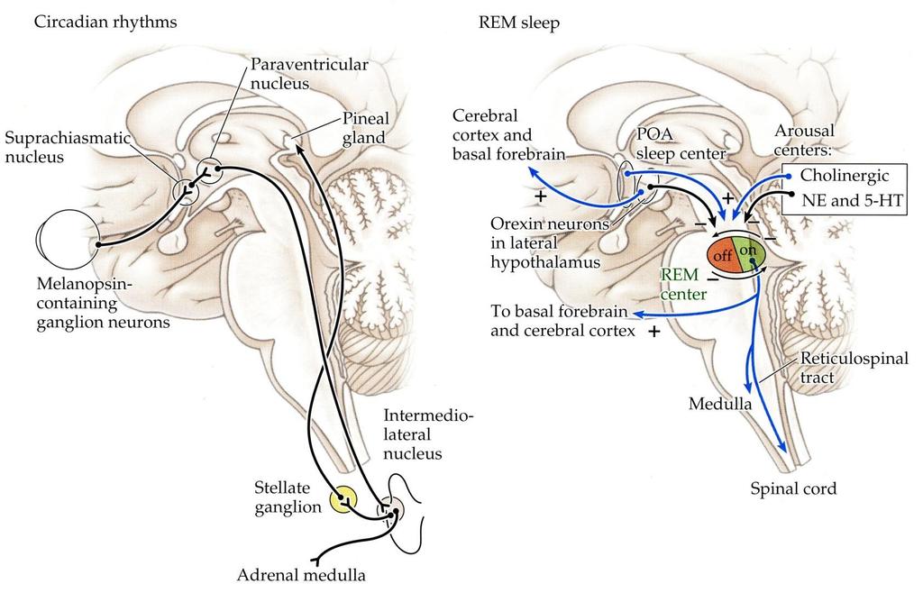 The suprachiasmatic nucleus projects to other nuclei in the hypothalamus, which