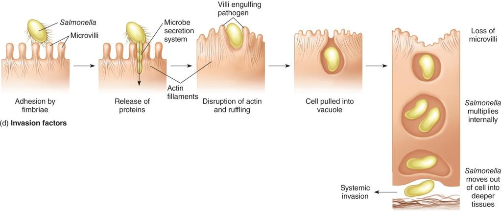 Entering host tissues Some pathogens produce a secretion system to