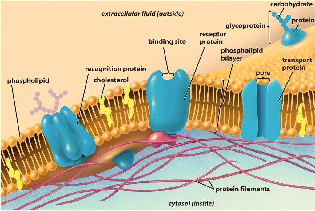 Membrane Structure and Function - 1 The Cell Membrane and Interactions with the Environment Cells interact with their environment in a number of ways.