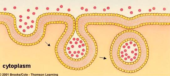 Such changes in membranes occur throughout the lifetime of the cell, so that membrane sections are constantly being formed and reformed in the cell.