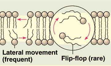 Membrane Structure and Function - 2 Phospholipid Bilayer A phospholipid has both polar and non-polar regions.