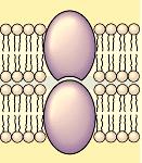 Membrane Structure and Function - 3 Membrane Proteins The membrane proteins have a number of functions.
