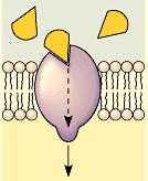 Communication Proteins Communication proteins are responsible for the cell gap junctions that permit cells to communicate with each other.
