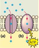 Membrane Structure and Function - 4 Transport Proteins Transport Proteins function as carriers, which have binding sites that attract specific molecules.