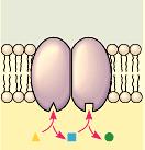 ), along with amino acids, sugars and other small nutrient molecules are moved through transport proteins.
