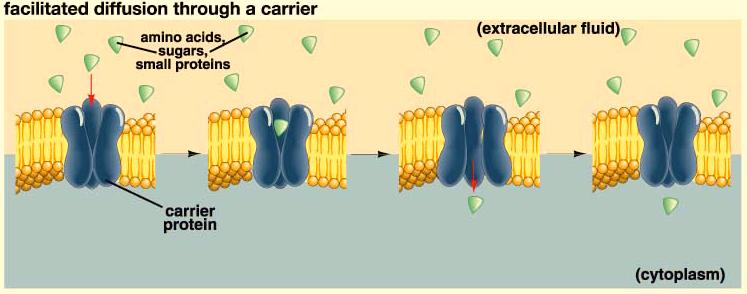 Membrane Structure and Function - 7 Facilitated Diffusion Most molecules can not move freely through the membrane, but do cross membranes with the help of membrane