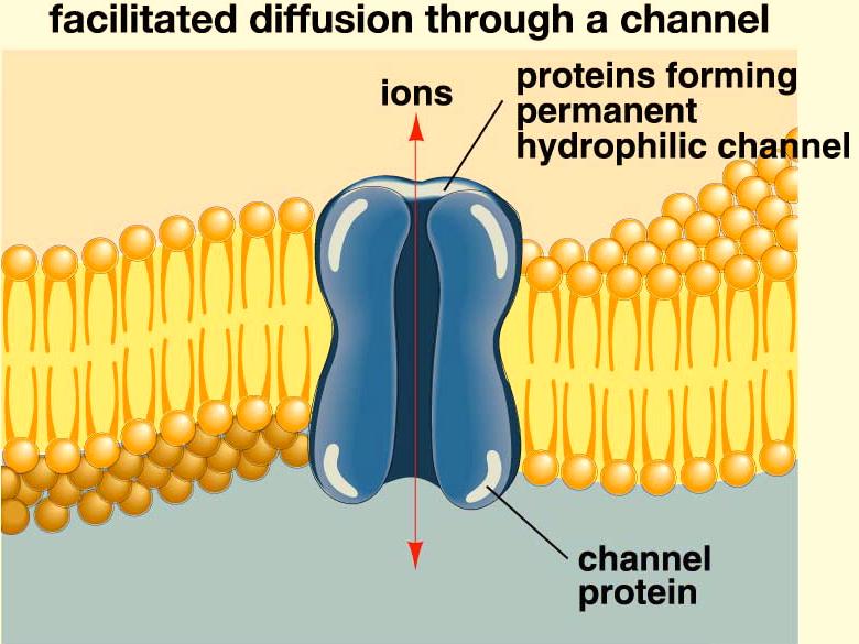 No energy is involved, so it is still a passive process. Both carrier proteins and channel proteins are involved in facilitated diffusion.