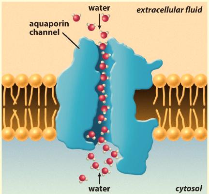 facilitated diffusion. There are special channel proteins, called aquaporins that facilitate the movement of water at a rate needed for cell activities.