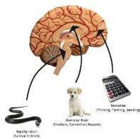 Neurobiological Impacts of