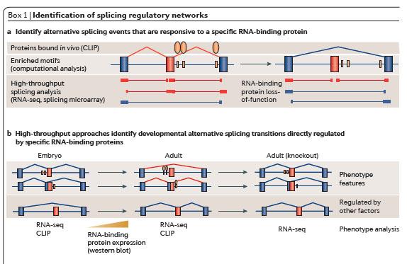 Finding targets of splicing regulators by CLIP and gene knockouts Alternate promoter use Alternate promoter use is quite common.