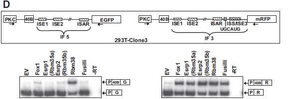 (D) Schematic of the minigenes stably expressed in 293T-clone 3 (top).