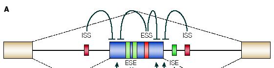 Regulatory sequences are found primarily close to the 5 -ss and 3 -ss i.e. around exons. 3 Figure 1 Elementary alternative splicing events and regulatory elements.