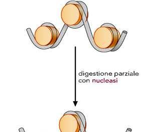 nucleosome