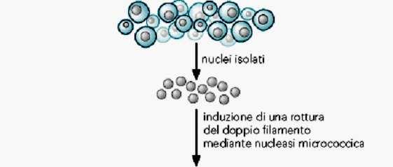 Nucleosome