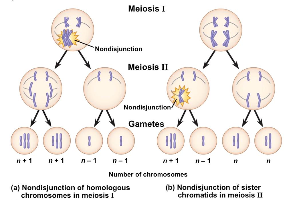 ALTERATION OF CHROMOSOME NUMBER - pairs of homologous chromosomes do not separate normally during meiosis o As a result, one gamete receives two of the