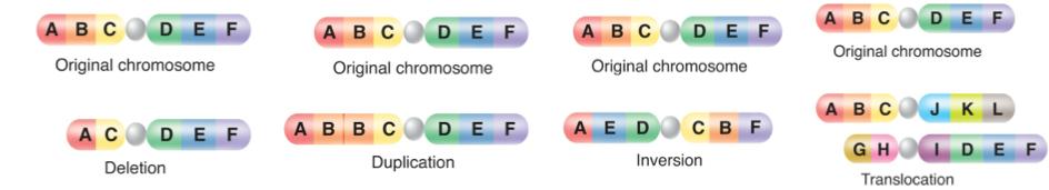 - a chromosomal aberration in which one or more chromosomes are present in extra copies or deficient in number.