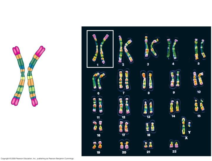KARYOTYPES - a display of the