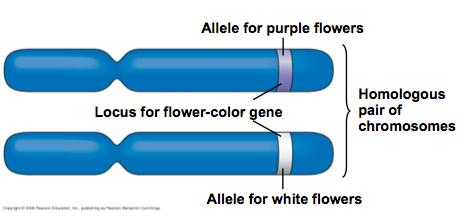 SOURCES OF GENETIC VARIATION of Chromosomes- allele pairs separate independently during the formation of gametes.