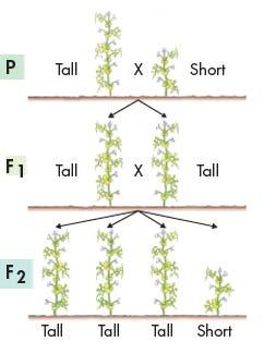 The F1 Cross When Mendel compared the F 2 plants, he discovered the traits controlled by the recessive alleles