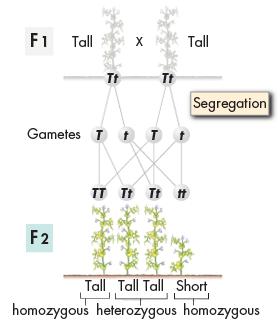 The Formation of Gametes Whenever each of two gametes carried the t allele and then paired with the other gamete to produce an F 2 plant, that plant was