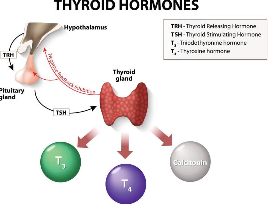 Thyroid Function All depends on proper hypothalamuspituitary-thyroid function (HPT Axis) - proper production of TSH by pituitary - TSH