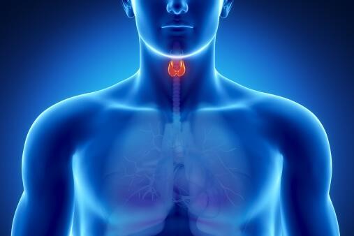 The Thyroid-Gut Connection With all gut connections there are two elements to consider: 1.