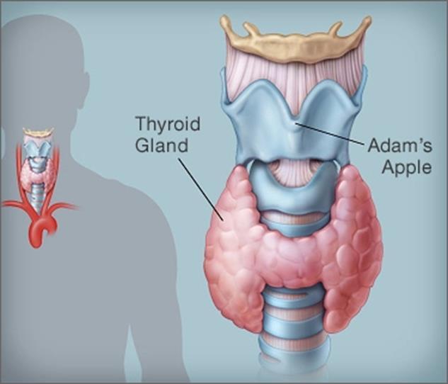Thyroid and The Gut T4 and T3 protects the mucosal lining and prevent ulcer in the lining and the stomach lining And in return help regulate tight junctions Gut bacteria