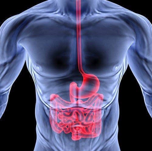 Gut and Thyroid Primary bile acids from the gallbladder are converted to secondary bile acids in the gut - these make the key enzyme