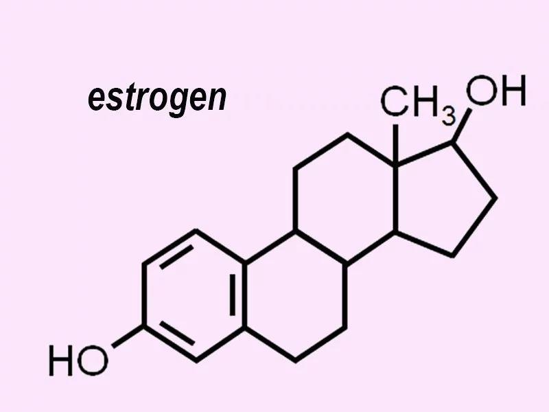 Estrogen Excess estrogen increases thyroid-binding globulin (TBG) This decreases the amount of free thyroid hormones available to the body Gut