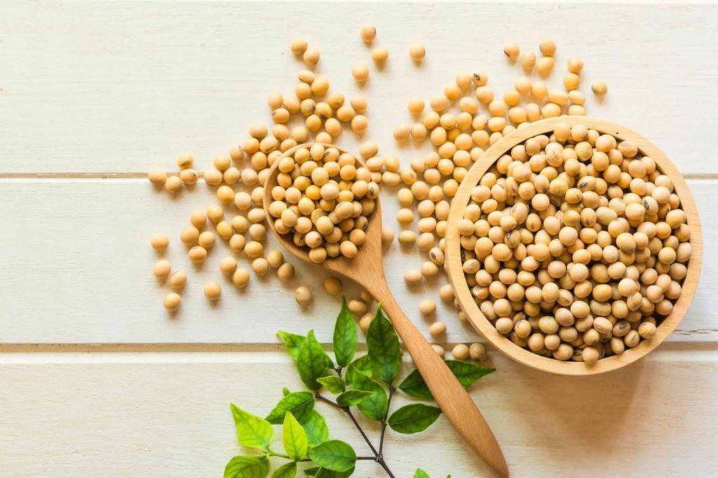 Gut Factor Gut bacteria plays an important role for chemicals in food A studies on fermenting soy meal found that the bacteria successfully eliminated what is