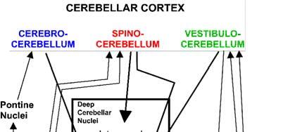 Basic Cerebellar Circuit CEREBELLAR CORTEX