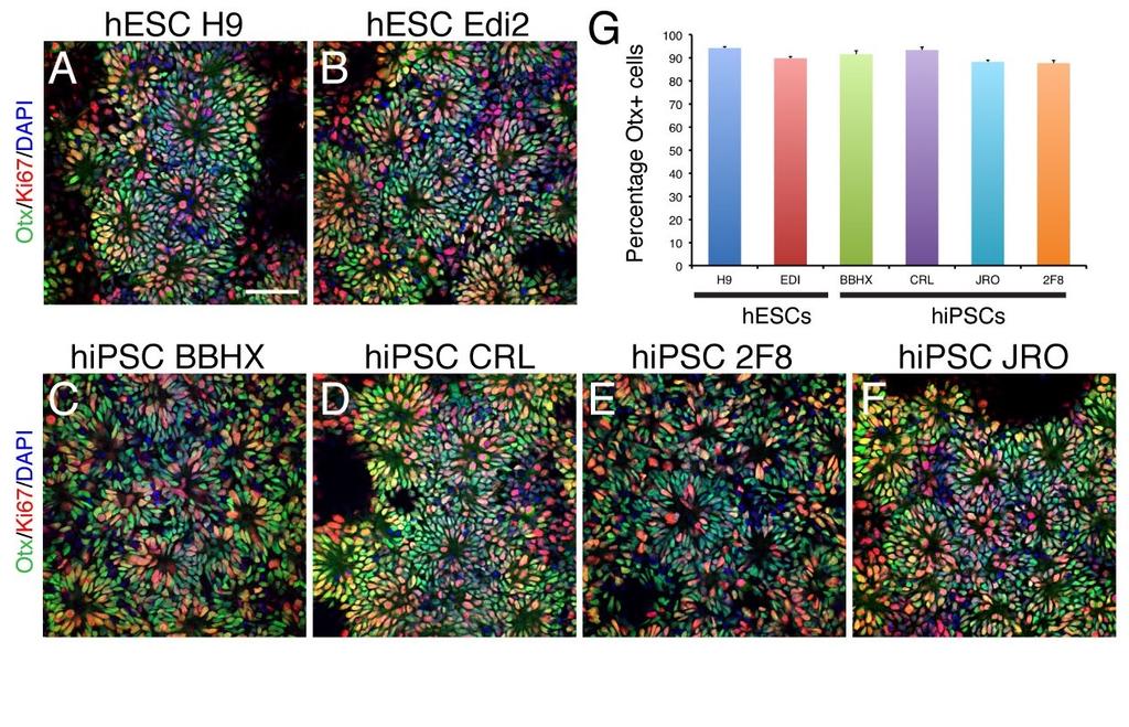 Supplementary Figure 2: Robust cortical stem cell differentiation from two independent hesc and four independent hipsc lines. A-F.