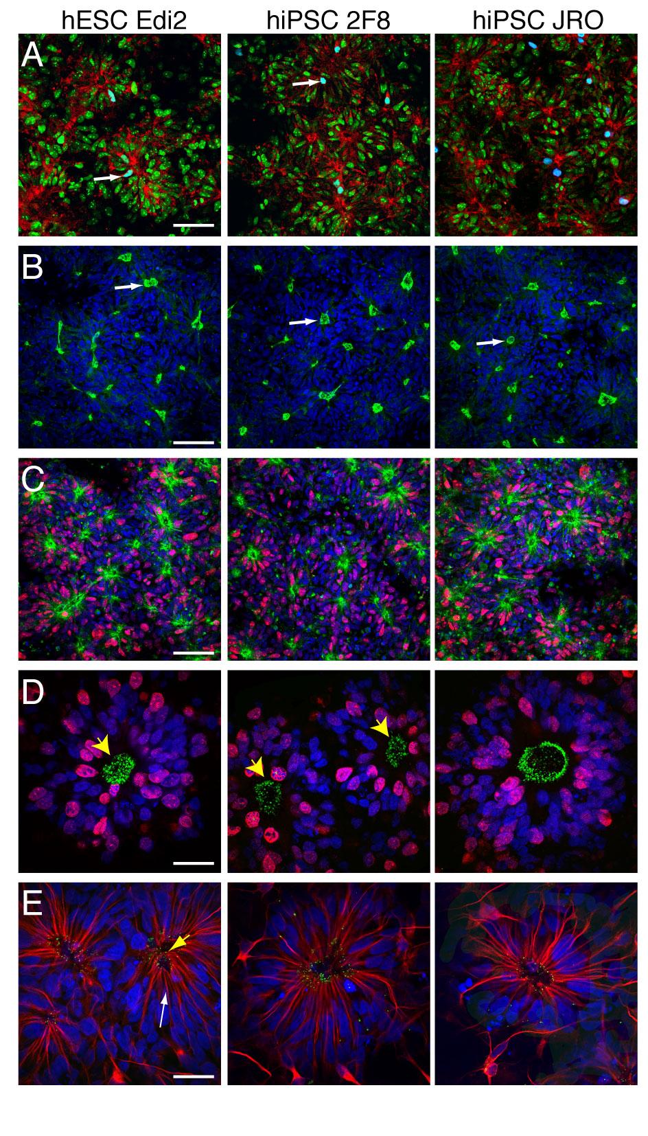 Supplementary Figure 3: Human ESC and ipsc-derived cortical stem/progenitor cells form a polarised neuroepithelium.