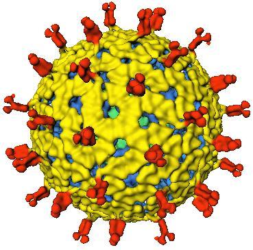 Rotavirus Vaccines Gagandeep Kang