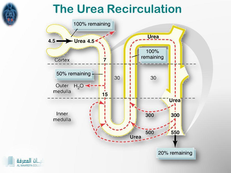 Recirculation of urea absorbed from the medullary collecting duct into the interstitial fluid.