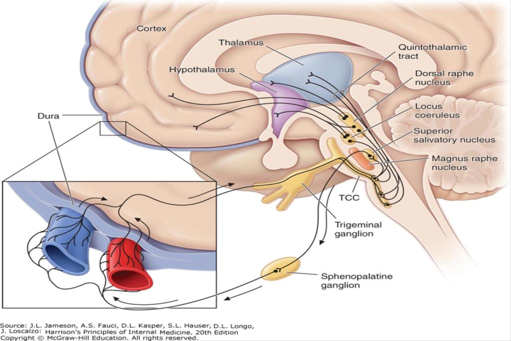 Appendix B: Trigeminovascular Nociceptive Pathway in Migraines The key pathway for pain in migraine is the trigeminovascular input from the meningeal vessels, which passes through the trigeminal