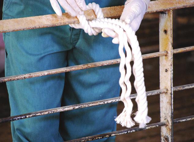 COLLECTING ORAL FLUID STEP ONE Place rope in a clean area of the pen divider or gate away from feed or water.