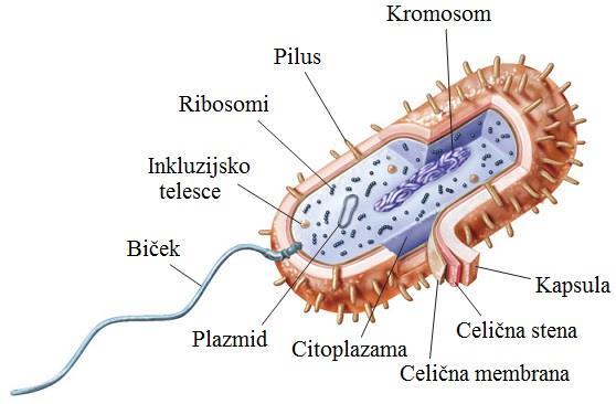 spreminja. Celotno strukturo bakterije, ki ločuje citoplazmo od okolja, imenujemo celična ovojnica (10, 12).
