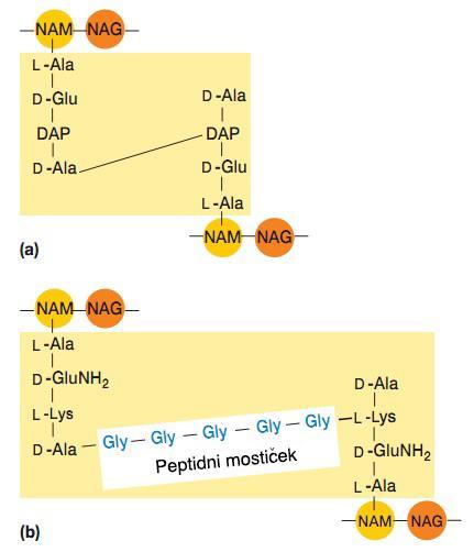 1.3.1. Zgradba peptidoglikana Slika 6: Struktura peptidoglikana (povzeto po 1) Glavna strukturna značilnost peptidoglikana so linearne glikanske verige, ki so prečno povezane s kratkimi peptidi (Slika 6).