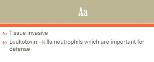 Why Aa is so important Leukotoxin neutorlizes effect of neutrophil Tissue invasive (doesn't