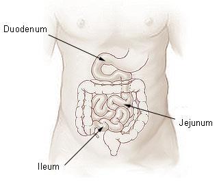 longest part of the small intestine (~ 2-3 meters), Ileum -